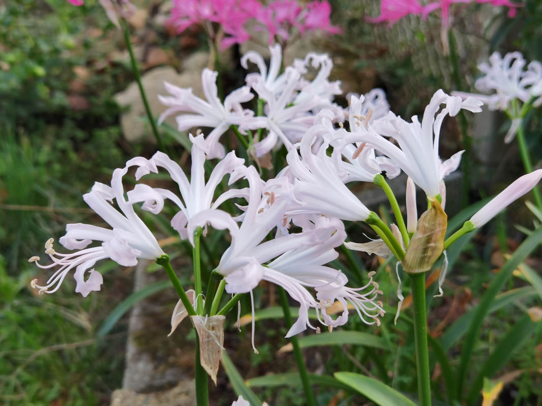 Nerine bowdenii photo